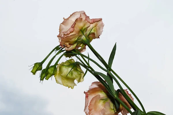 Belles Fleurs Eustomes Sur Fond Ciel Bleu — Photo