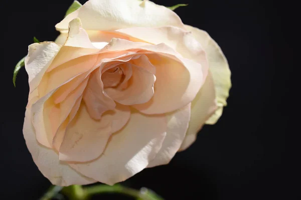 Hermosa Rosa Sobre Fondo Oscuro Concepto Verano Vista Cercana —  Fotos de Stock