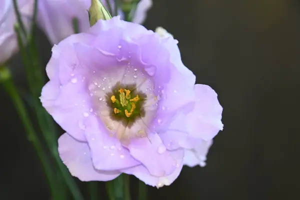 Красиві Квіти Еустоми Темному Фоні Літня Концепція Близький Вигляд — стокове фото