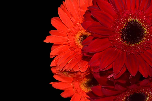 Schöne Gerbera Blüten Auf Dunklem Hintergrund Sommerkonzept Nahsicht — Stockfoto