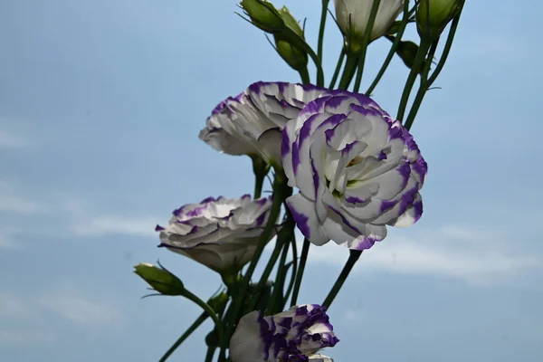 青い空を背景に美しい絵文字の花 — ストック写真