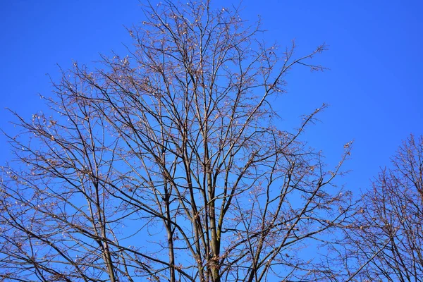 Pittoresk Utsikt Över Vackra Kala Träd Bakgrund Blå Våren Himlen — Stockfoto