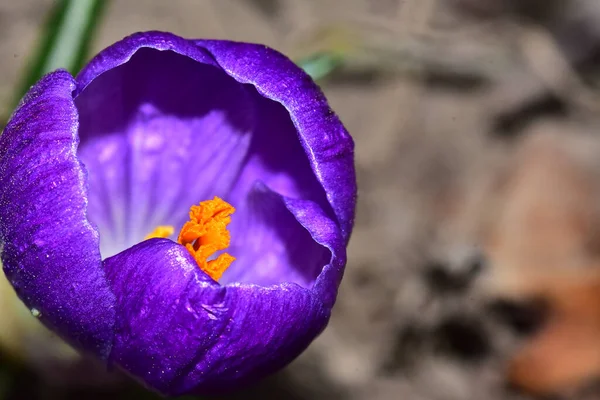 Belle Fleur Crocus Poussant Dans Jardin Journée Ensoleillée Été — Photo