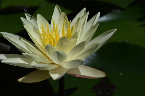 Lotus Frumos Înflorit Creștere Iaz Ziua Vară — Fotografie, imagine de stoc