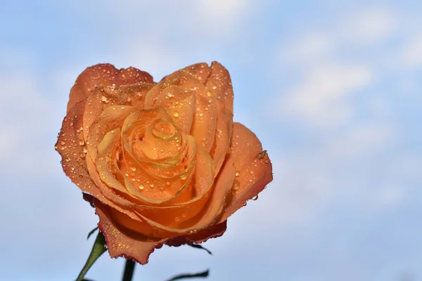 Krásný Růžový Květ Pozadí Oblohy Letní Koncept Zblízka — Stock fotografie