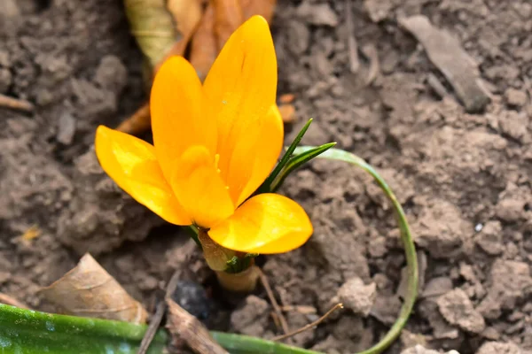 Hermosa Flor Cocodrilo Creciendo Jardín Verano Día Soleado — Foto de Stock