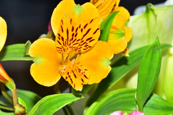 Bukiet Pięknych Kwiatów Ciemnym Tle Koncepcja Letnia Widok Bliska — Zdjęcie stockowe