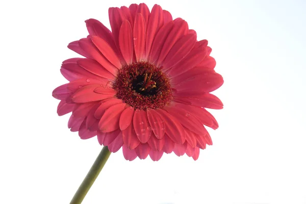 Крупним Планом Красиві Квіти Фоні Неба — стокове фото