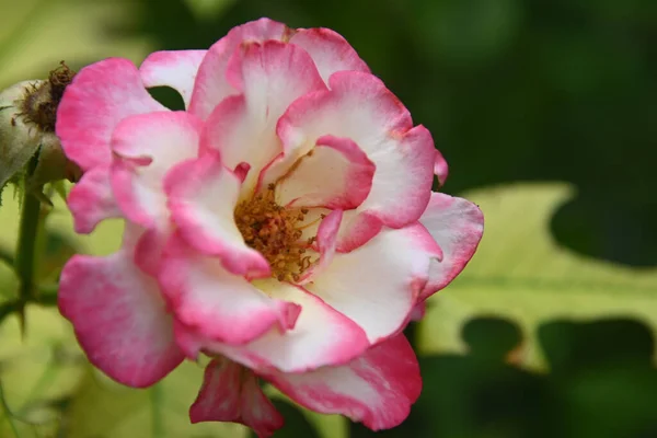 Belle Fleur Rose Sur Fond Sombre Concept Été Vue Rapprochée — Photo