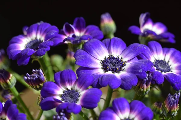 Belles Fleurs Sur Fond Sombre — Photo