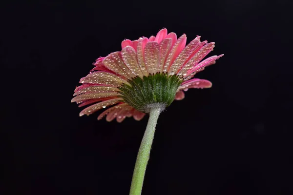 Schöne Blumen Auf Dunklem Hintergrund — Stockfoto