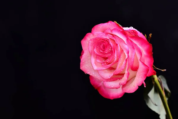 Schöne Blumen Auf Dunklem Hintergrund — Stockfoto