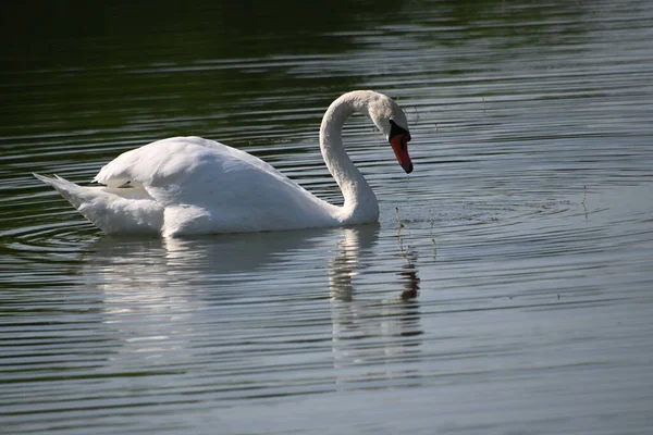 Belo Cisne Branco Nadando Superfície Água Lago Dia Verão — Fotografia de Stock