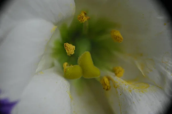 Όμορφο Λουλούδι Που Αναπτύσσεται Στον Κήπο Την Ηλιόλουστη Μέρα Του — Φωτογραφία Αρχείου