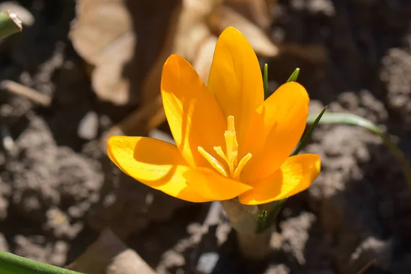 Bellissimo Fiore Croco Che Cresce Giardino Estate Giornata Sole — Foto Stock