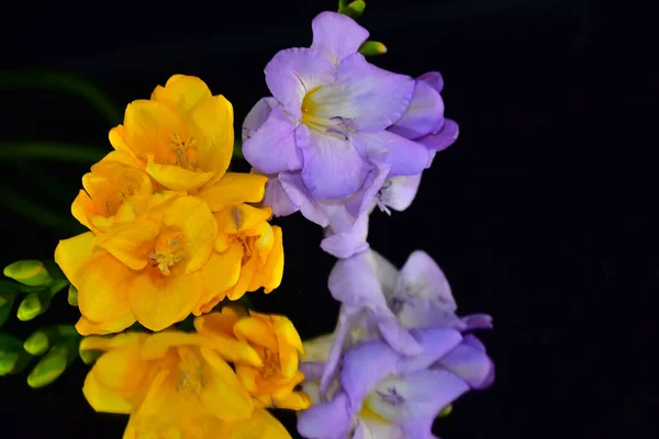 Schöne Blumen Auf Dunklem Hintergrund — Stockfoto