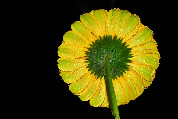 Belle Fleur Gerbera Sur Fond Sombre Concept Été Vue Rapprochée — Photo