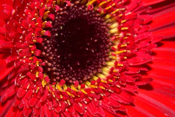 暗い背景に美しいガーベラの花 夏のコンセプト — ストック写真