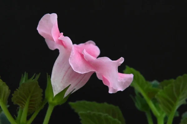 Vacker Blomma Mörk Bakgrund Sommar Koncept Nära Utsikt — Stockfoto