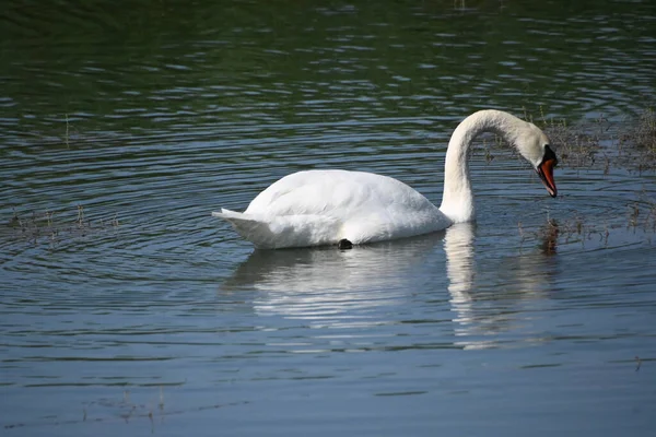 Güzel beyaz kuğu yaz günü göl yüzeyinde yüzüyor. 