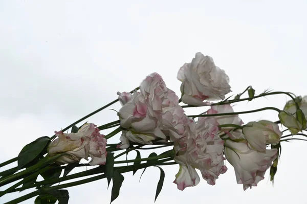 Flori Frumoase Eustoma Fundal Albastru Cer — Fotografie, imagine de stoc