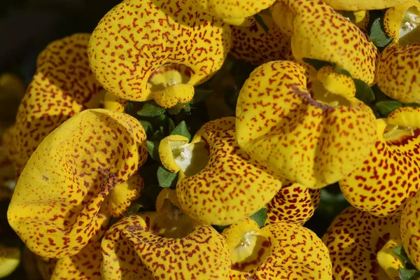 Nahaufnahme Von Schönen Blumen Garten — Stockfoto