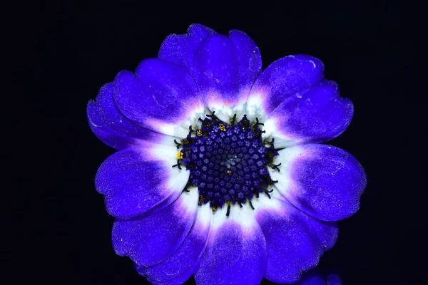 Belas Flores Fundo Escuro — Fotografia de Stock