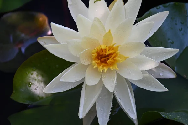 Schön Blühender Lotus Der Sommertag Teich Wächst — Stockfoto