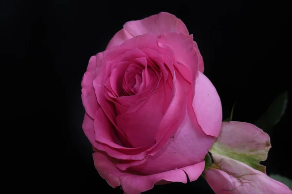 Belle Rose Sur Fond Sombre Concept Été Vue Rapprochée — Photo