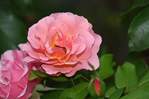 Bunga Mawar Yang Indah Latar Belakang Gelap Konsep Musim Panas — Stok Foto