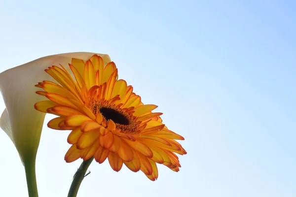 Gros Plan Belles Fleurs Sur Fond Ciel — Photo