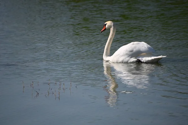 Beau Cygne Blanc Nageant Sur Surface Eau Lac Jour Été — Photo