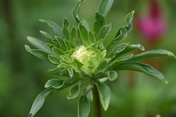 Beautiful Peony Flower Growing Garden Summer Sunny Day — Stock Photo, Image