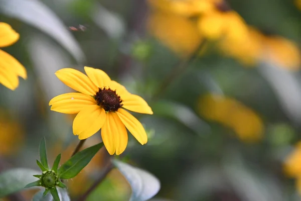 Hermosas Flores Que Crecen Jardín Verano Día Soleado — Foto de Stock