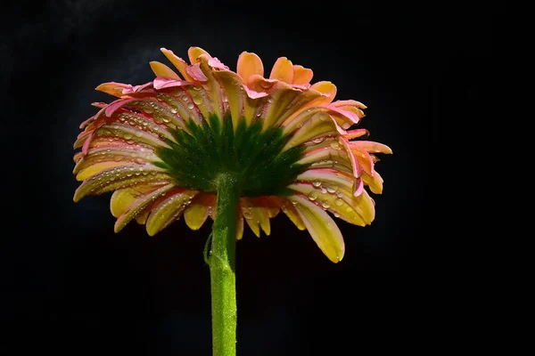 Krásné Květiny Tmavém Pozadí — Stock fotografie