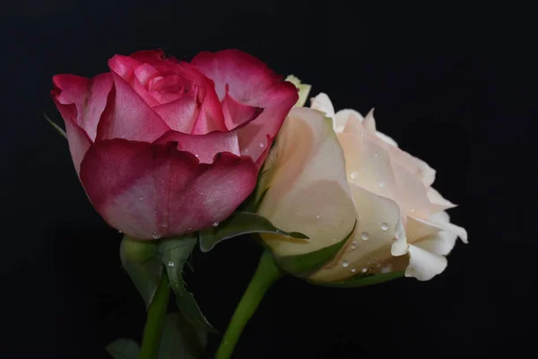 Schöne Rosenblüten Auf Dunklem Hintergrund Sommerkonzept Nahsicht — Stockfoto