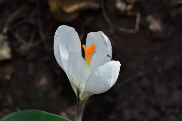 Güneşli Yaz Gününde Bahçede Yetişen Güzel Bir Çiçek — Stok fotoğraf