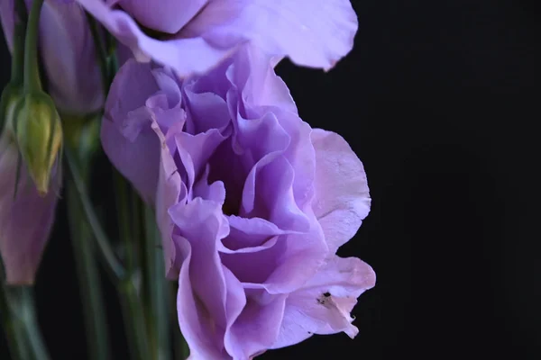 Belas Flores Eustoma Fundo Escuro Conceito Verão Vista Perto — Fotografia de Stock