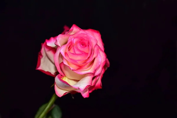 Hermosas Flores Sobre Fondo Oscuro — Foto de Stock