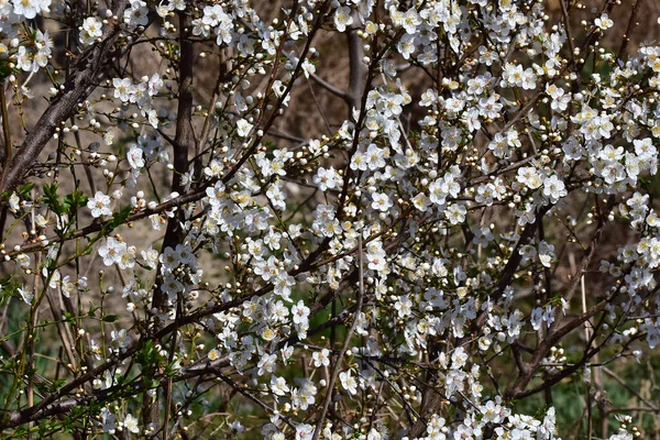 벚꽃이 벚나무 가지에 아름다운 클로즈업 컨셉트 — 스톡 사진
