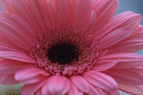 Beautiful Gerbera Flower Dark Background Summer Concept Close View — Stock Photo, Image