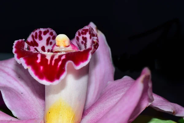 Vacker Orkidé Blomma Mörk Bakgrund Sommar Koncept Nära Utsikt — Stockfoto