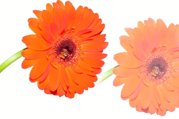 beautiful gerbera flowers on sky background, summer concept, close view