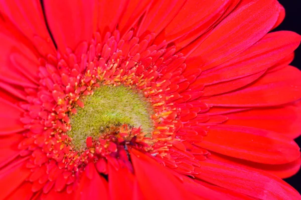 Hermosa Gerbera Sobre Fondo Oscuro Concepto Verano Vista Cercana —  Fotos de Stock