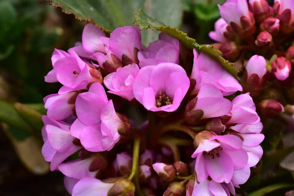 Belles Fleurs Poussant Dans Jardin Journée Ensoleillée Été — Photo