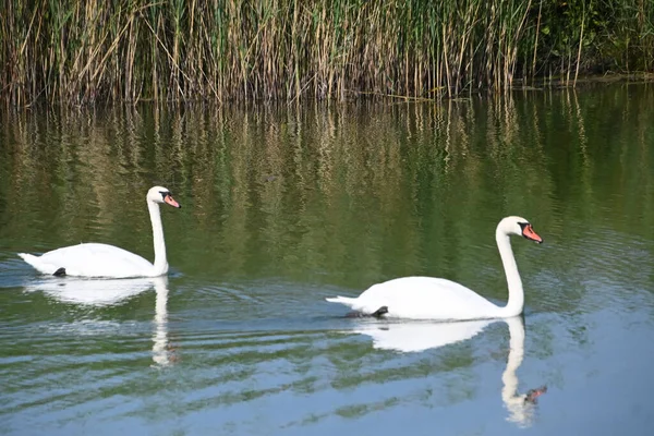 Güzel beyaz kuğular yaz günü göl yüzeyinde yüzerler. 