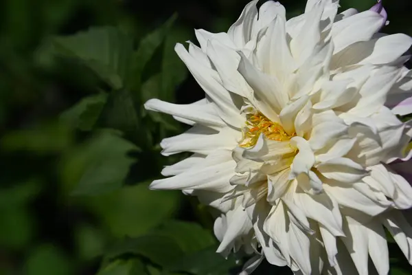 Vacker Blomma Växer Trädgården Sommaren Solig Dag — Stockfoto