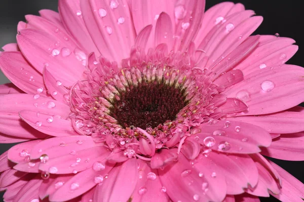 Bela Flor Gerbera Fundo Escuro Conceito Verão Vista Próxima — Fotografia de Stock