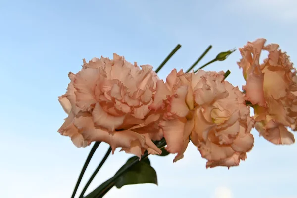 Красиві Квіти Еустоми Фоні Блакитного Неба — стокове фото