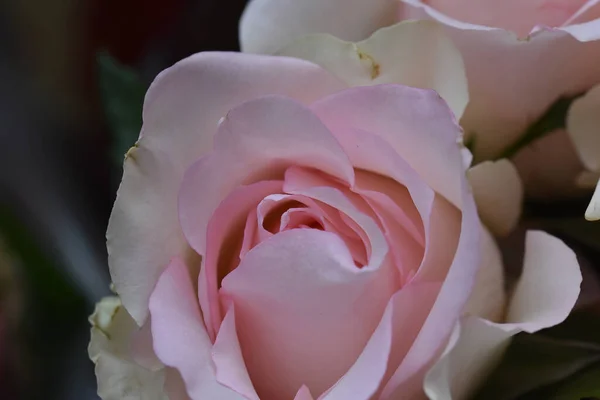 Strauß Schöner Rosen Auf Dunklem Hintergrund Sommerkonzept Nahsicht — Stockfoto